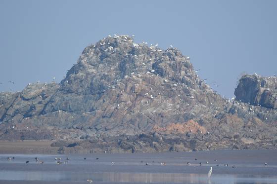 충남 서천군 유부도 인근에서 새로 확인된 저어새 집단번식지. 연합뉴스