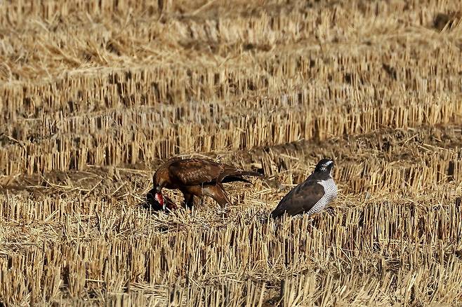 울산 울주군 온양들녘에서 천연기념물이자 멸종위기 야생생물 Ⅱ급인 참매와 말똥가리가 오리 한 마리를 두고 맞붙었다. 치열한 대치 끝에 말똥가리가 먼저 먹이를 차지했고, 이후 참매가 남은 먹이를 먹는 '교대 포식' 장면까지 관찰됐다. 사진 윤기득 시민생물학자(사진작가), 울산시