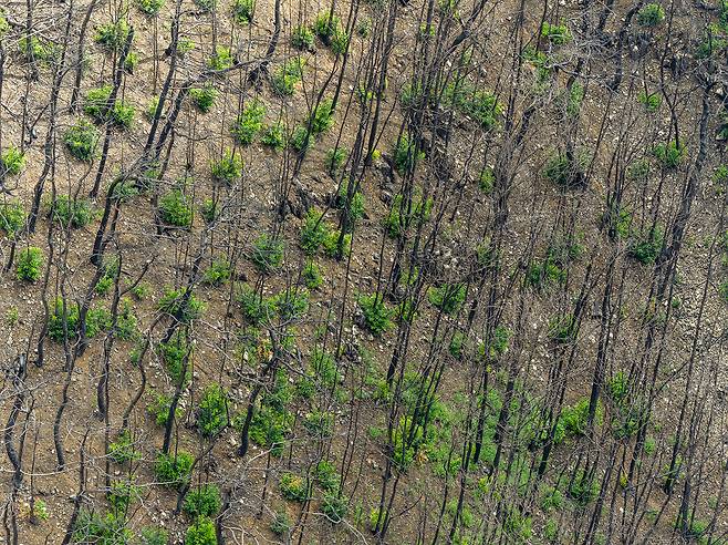 2025년 3월 산불 피해를 입은 경북 의성군 고운사 사찰림에 초록색 맹아가 돋아나기 시작했다. ⓒ그린피스