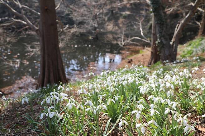 천리포수목원 작은연못 주변에 활짝 핀 설강화. 천리포수목원 제공