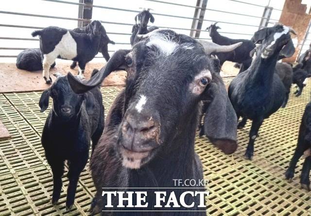 농림축산식품부는 24일 '염소산업 발전대책'을 발표하고 2029년까지 생산·유통·질병 관리 전반의 제도 기반을 정비하겠다고 밝혔다./더팩트DB