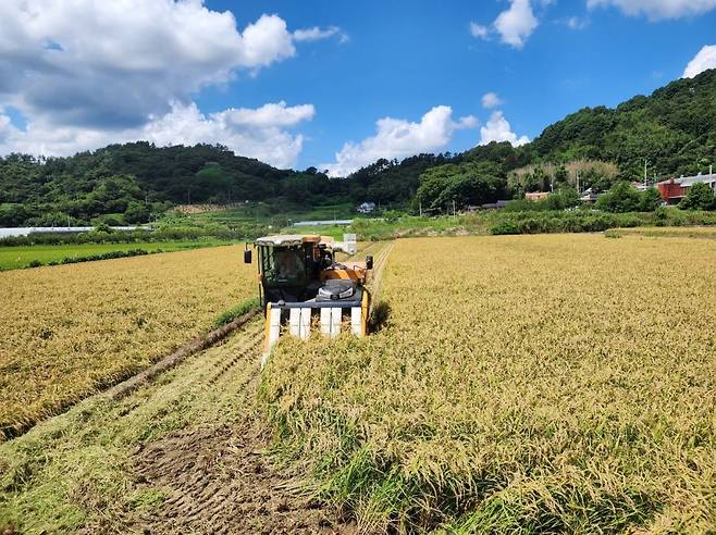 벼 수확(광양) 전남도 제공