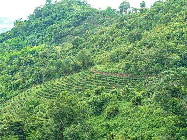 주변 왜화된 차밭.