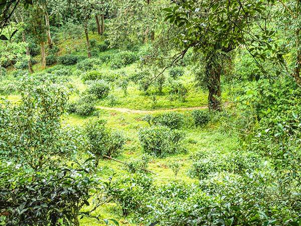 왜화됐지만, 밀식재배를 벗어나 자연림 속에서 재배되는 차나무.