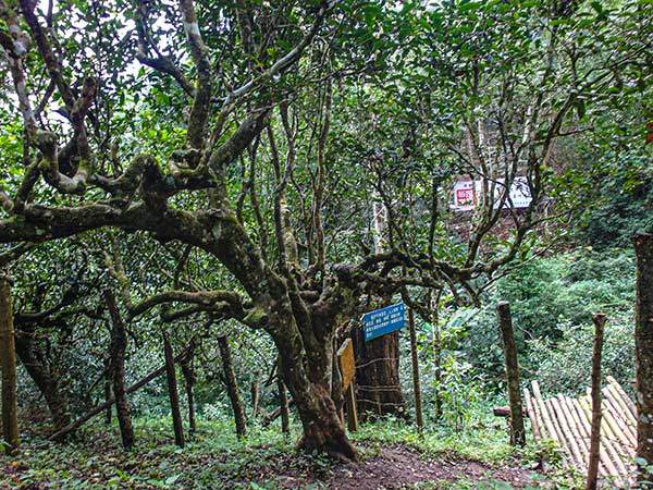 일찍 발견된 덕분에 800살이란 비교적 젊은 나이에도 차수왕으로 공인받은 난눠산 차수왕.