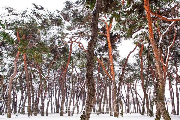 설경 속 충북영동 송호리 솔밭 ⓒ투어코리아 유지훈 기자