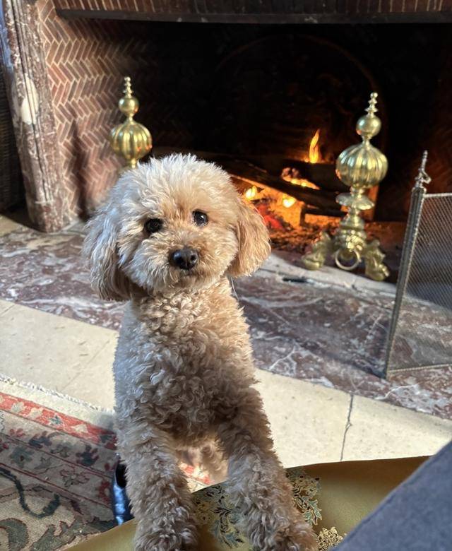 콤부는 귀엽고 착하고 완벽한 강쥐. 보호자 제공