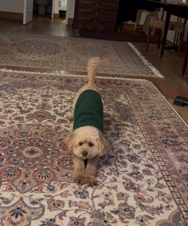 사진 속 공간은 콤부의 할아버지 댁이에요. 콤부가 편해 보이죠!? 보호자 제공