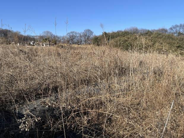 25일 오후 경기 남양주시 진건읍의 한 농지. 블루베리 나무가 식재돼 있으나 가지가 말라 있고 관리가 이뤄지지 않은 모습이다. 신서희 기자