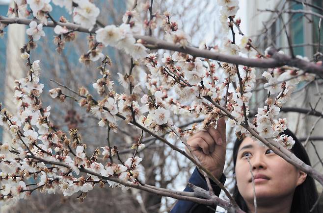 2026년 2월 26일 제주도 매화 / 박상현 기자