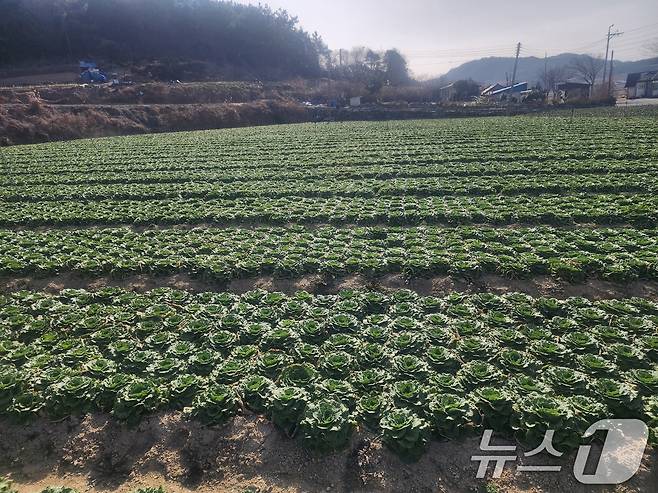 전남 진도 지역 농가 모습. (독자 제공) 2026.2.27 ⓒ 뉴스1