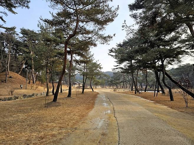영릉 숲 길(사진=정상미)