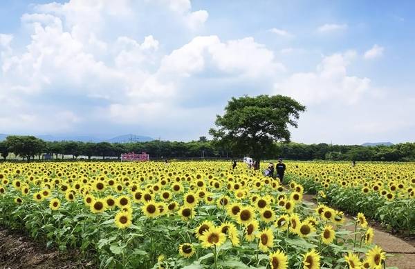 렛츠런팜은 국내 경주마를 육성하고 관리하는 목장이다. 맑은 하늘과 올록볼록 솟은 오름들, 푸른 초원과 말이 어우러진 풍경은 명작보다 깊은 감동을 준다. /제주관광공사 제공