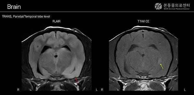 MRI 검사 결과 염증 부위를 확인할 수 있는 사진(본동물의료센터 제공) ⓒ 뉴스1