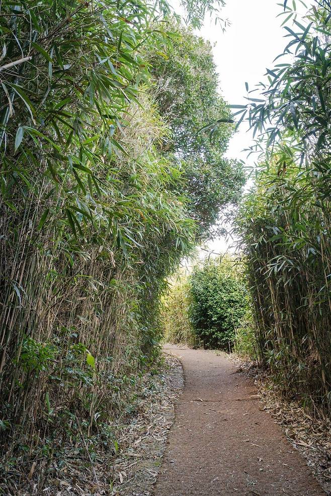 탐방로를 걷다가 곳곳에서 만나게 되는 대나무 숲