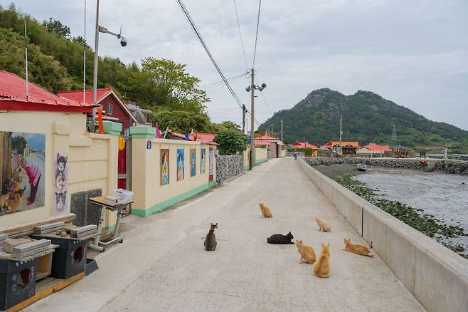 50여 마리의 고양이가 쑥섬의 마을을 누비던 시절도 있었다