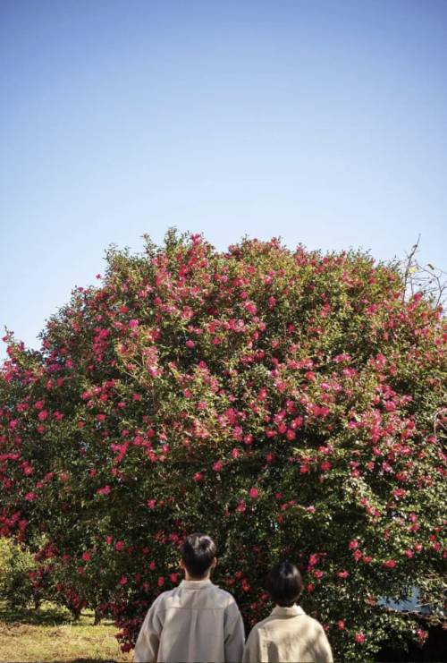 동백꽃이 만들어낸 붉은 카펫 위, 로맨틱한 분위기 속에서 나란히 카메라를 바라보거나 파란 하늘과 하얀 구름이 돋보이는 초록 들판에서 동화 같은 순수한 순간을 담아낼 수 있다.