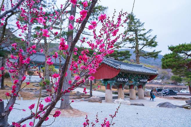 범어사 조계문 앞으로 홍매화가 활짝 피었다.