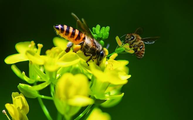 꿀벌. 게티이미지뱅크 제공