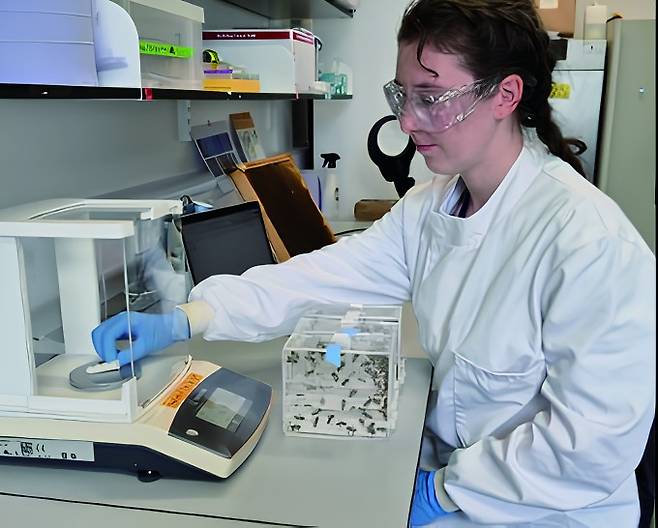 연구원이 꿀벌에게 먹일 보충제의 무게를 재고 있다. Caroline Wood 제공