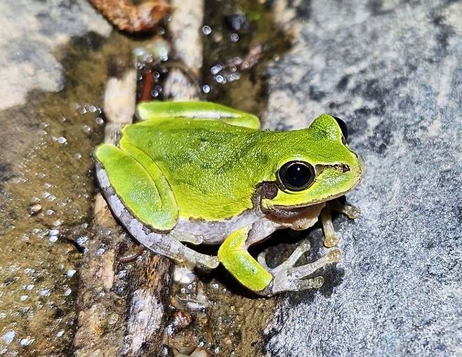 국림호남권생물자원관이 우리나라 섬 263곳을 조사한 결과 약 60%의 섬에 개구리가 서식 중인 것으로 조사됐다. 사진은 가장 많은 섬에서 발견된 청개구리. 국립호남권생물자원관 제공