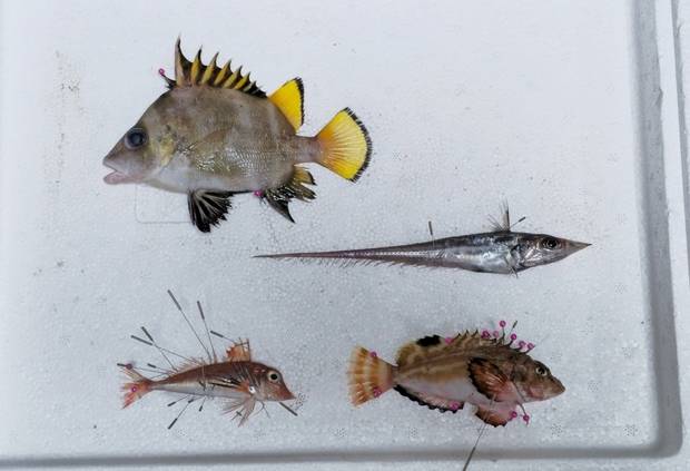 해양생물 표본 제작 과정에서 지느러미를 고정하는 모습. 채유민 씨 제공