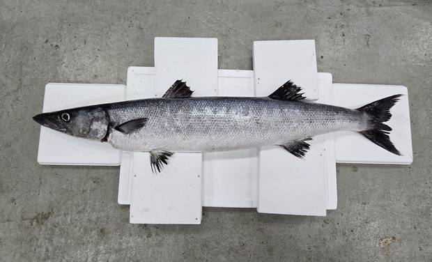 채유민 씨가 국내 미기록종으로 보고한 ‘짧은입큰꼬치고기’. 채유민 씨 제공