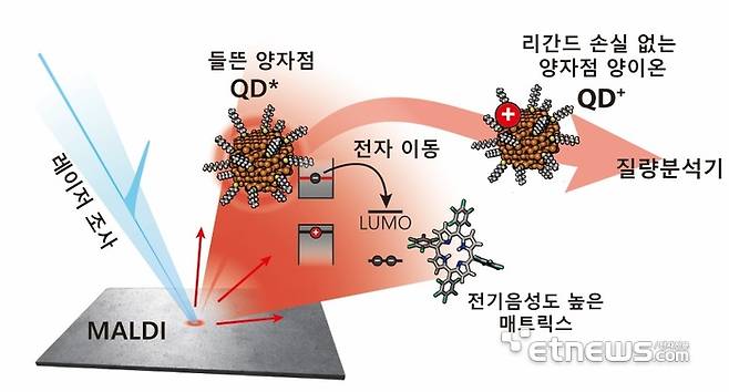 매트릭스 보조 레이저 탈착 이온화(MALDI) 과정에서 레이저를 흡수해 들뜬 상태가 된 양자점으로부터 전기음성도가 높은 매트릭스로 전자가 이동하면서, 낮은 레이저 에너지에서도 리간드 손실 없이 양자점 이온(QD⁺)이 형성되는 메커니즘을 모식적으로 나타낸 그림.