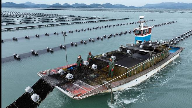 김 양식/전라남도 제공