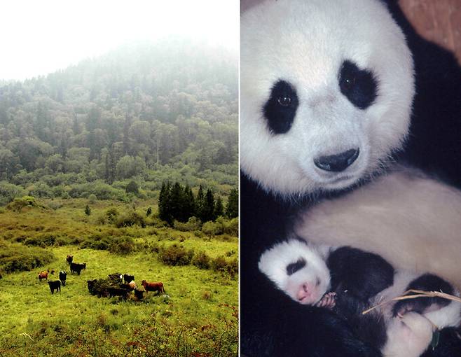 가축 방목으로 문제가 되고 있는 중국 쓰촨성 왕랑 자연보호구역(왼쪽) 모습과 암컷 판다와 생후 1개월된 새끼 판다. 세계자연기금 제공