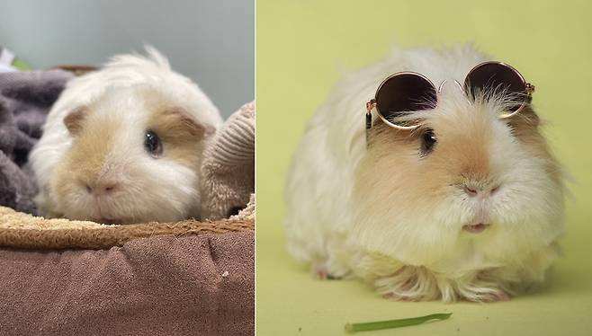 올해 7살이 된 기니피그 '아뉴'(보호자 제공)ⓒ 뉴스1