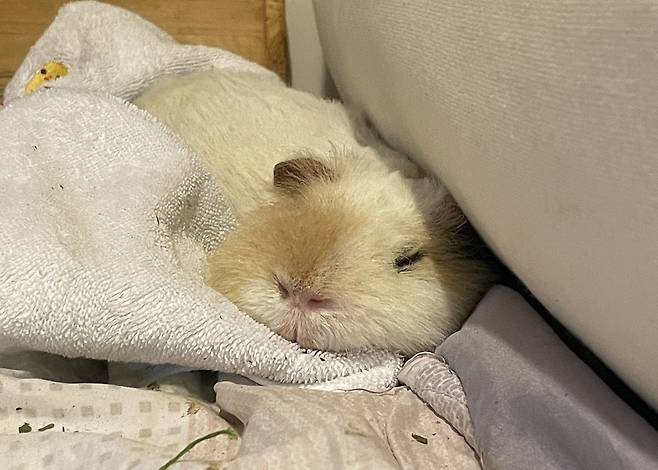 베개 애호가 아뉴(보호자 제공) ⓒ 뉴스1