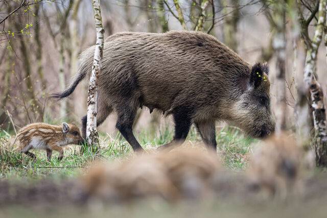 멧돼지는 한국과 일본 모두 유해조수로 분류하지만, 포획 후 처분 방식은 다르다. 게티이미지뱅크