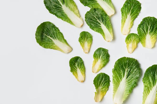 봄동. 게티이미지뱅크