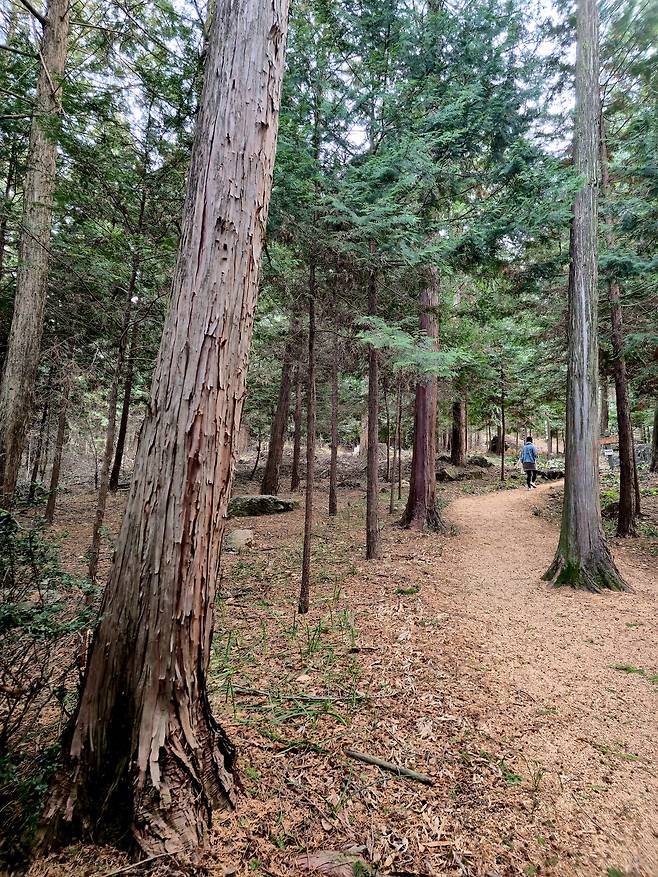 정남진 편백숲 우드랜드.