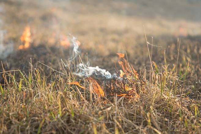저강도 화재는 대형 산불을 예방하고 모자이크 서식지를 만들어 동·식물 종을 보전하는 효과가 있다. (사진 클립아트코리아)/뉴스펭귄