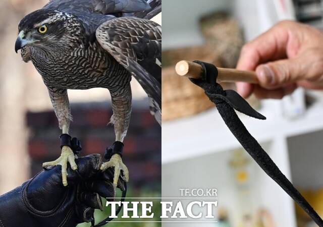 젓갖은 매의 두 발에 각각 잡아매는 가죽끈을 일컫는다. 다래의 매듭법은 서양식, 오른쪽은 전통 매듭법이다.