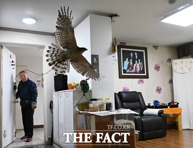 외부 훈련을 마친 이 씨가 현관문을 열자 다래가 집으로 날아들어가고 있다.