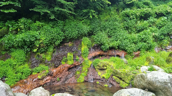 화산암층과 용천수 근경