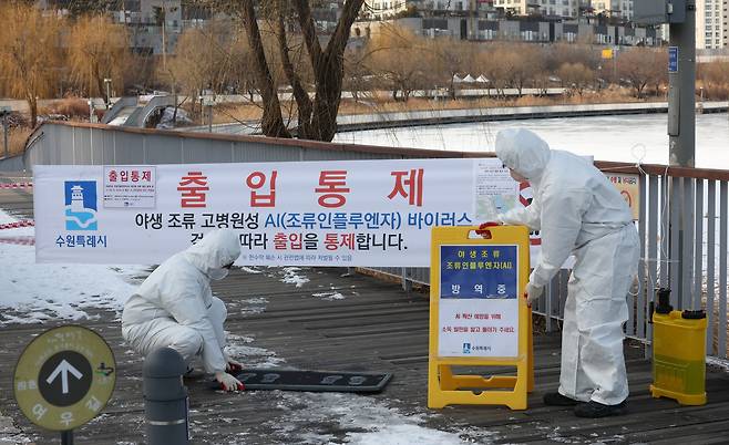 지난 1월 경기 수원시 영통구 원천호수 일대에서 고병원성 조류인플루엔자(AI)가 발생해 관계자들이 나무데크길 일부 구간의 출입을 통제하고 방역 작업을 하고 있다. /뉴스1