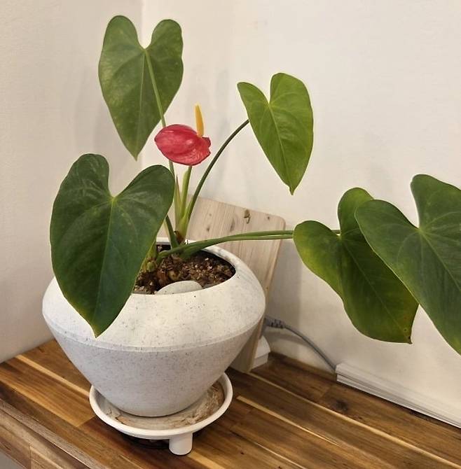 관리를 받은 후 상태가 좋아진 요가원 안스리움.