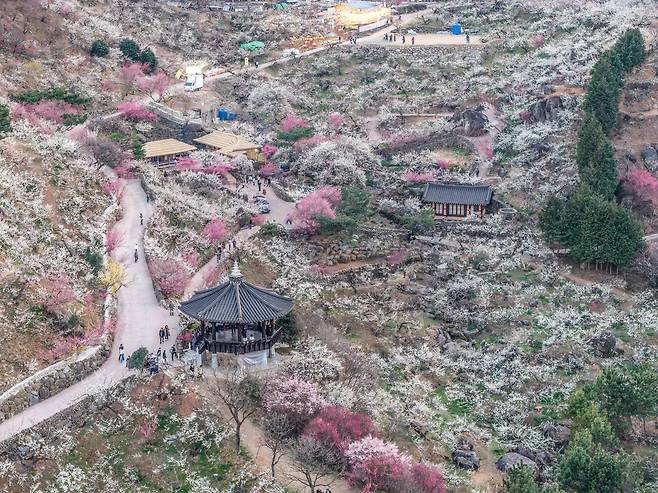 아침이 되면서 드러나는 광양매화마을 풍경./박상훈 기자