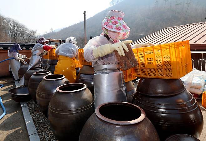 죽장연 장 담그는 날인 19일 오전 직원들이 두 달여 동안 발효된 메주를 장독에 넣고 있다. /이용선기자