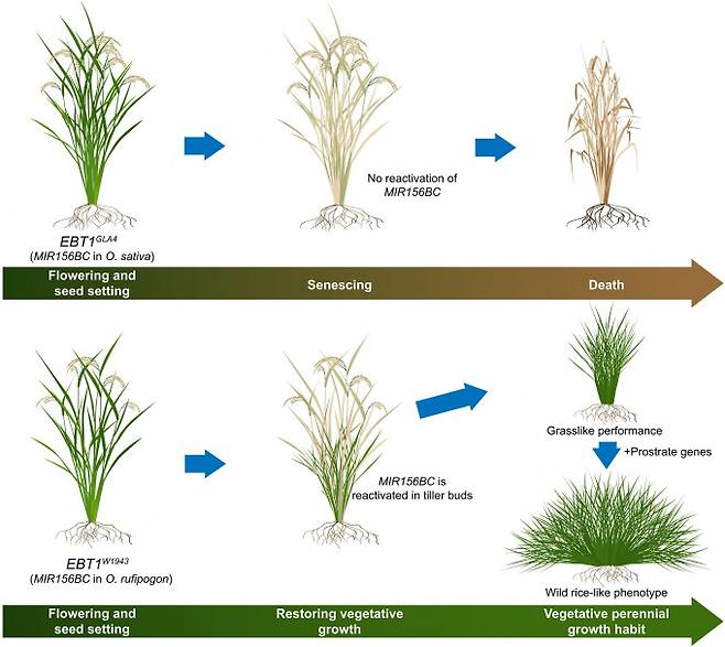재배 벼(위)는 꽃을 피우고 씨앗을 맺은 뒤 그대로 죽는다. 반면 야생 벼의 MIR156BC 유전자를 이식한 벼(아래)는 씨앗이 익은 뒤에도 줄기 눈에서 유전자가 다시 켜지며 새 가지를 계속 뻗어나간다. 여기에 벼가 누워서 성장하게 하는 유전자를 추가로 이식하면 야생 벼와 유사한 다년생 형태로 자란다. 사이언스 제공