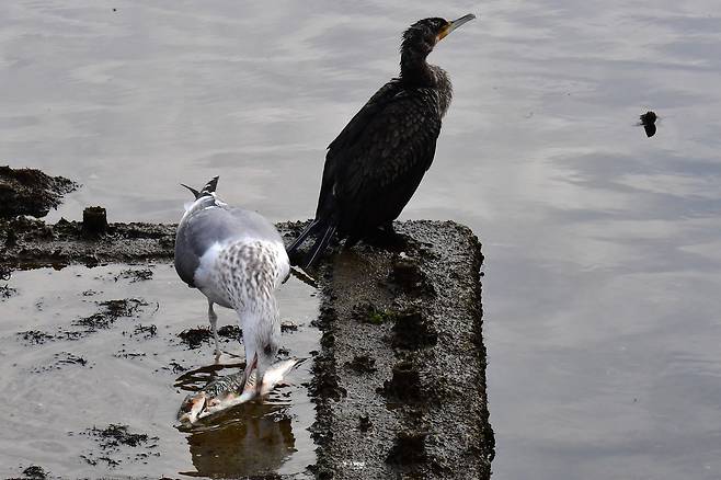 기사 이해를 돕기 위한 사진. 갈매기 한마리가 물고기를 뜯어먹고 있다. 뉴스1
