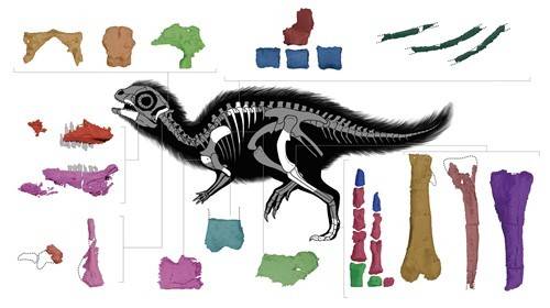 어린 둘리사우루스 허미니 화석 및 골격/ 사진= [Janet Cañamar, adapted from Jung et al 2026. 제공