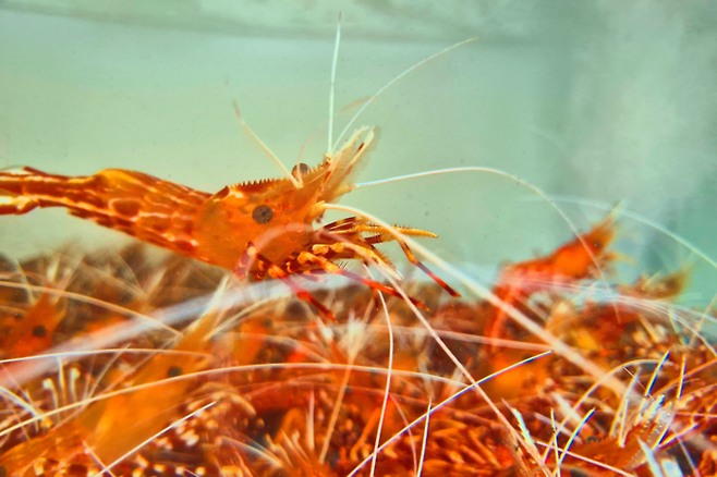 독도 인근 깊은 수심에서 잡힌 독도새우. 홍준기기자