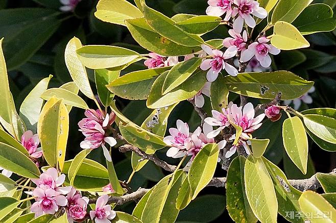 개화한 멸종위기 초령목.