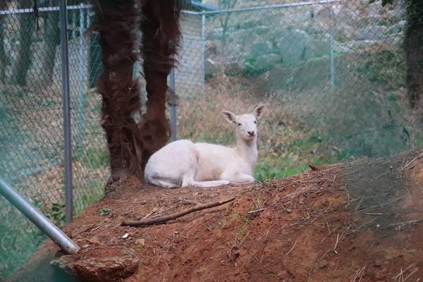 서피랑 언덕에 살다 2022년 통영생태숲으로 옮겨진 흰사슴 서랑이. /이서후 기자