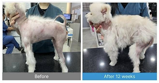 스템엑소원이 개발한 줄기세포 엑소좀 기반 동물용 의료기기 벡소힐의 임상 실증 사례(업체 제공) ⓒ 뉴스1